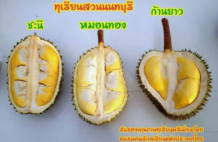 泰國水果之王——榴蓮品種簡介
