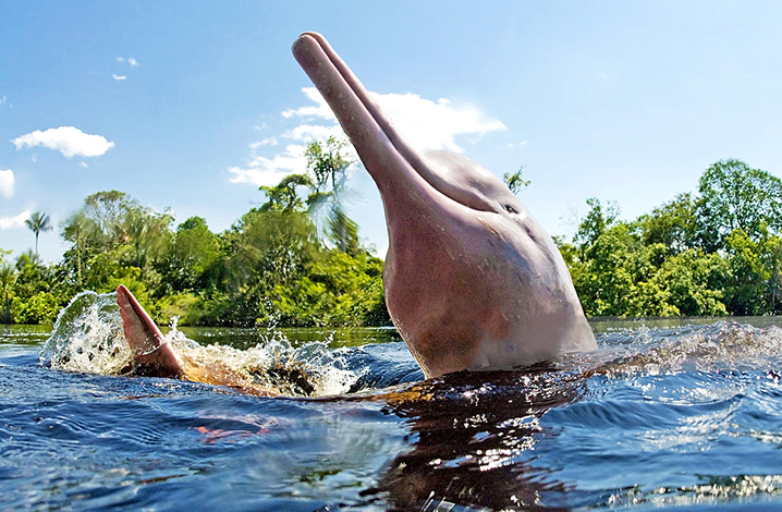 泰国卡农旅游攻略粉色海豚的地方