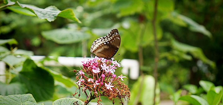 曼谷蝴蝶园与昆虫馆（Bangkok Butterfly Garden and Insectarium）