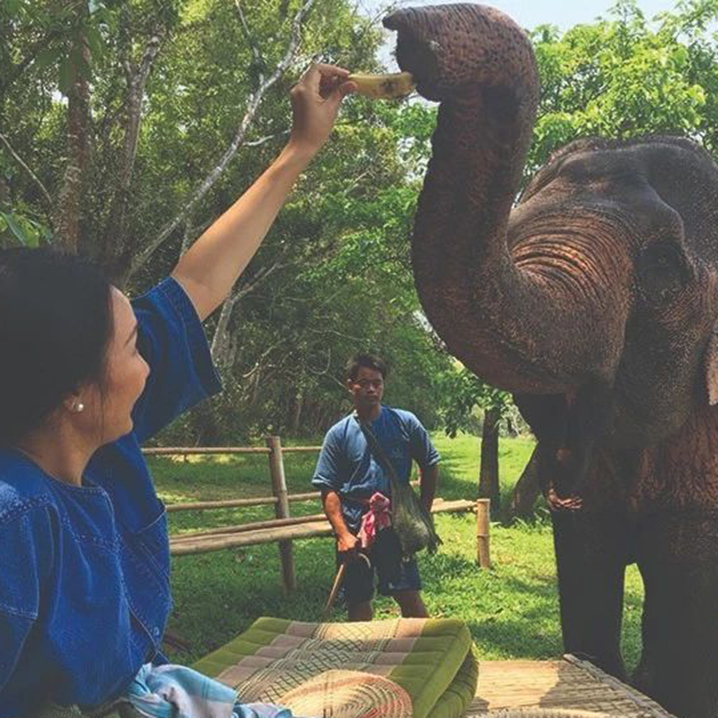 来清莱四季酒店参加MyElephant & I“我的象和我”公益活动