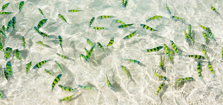 甲米浅滩看鱼好去处，坐在海水里一堆堆鱼儿围绕着你
