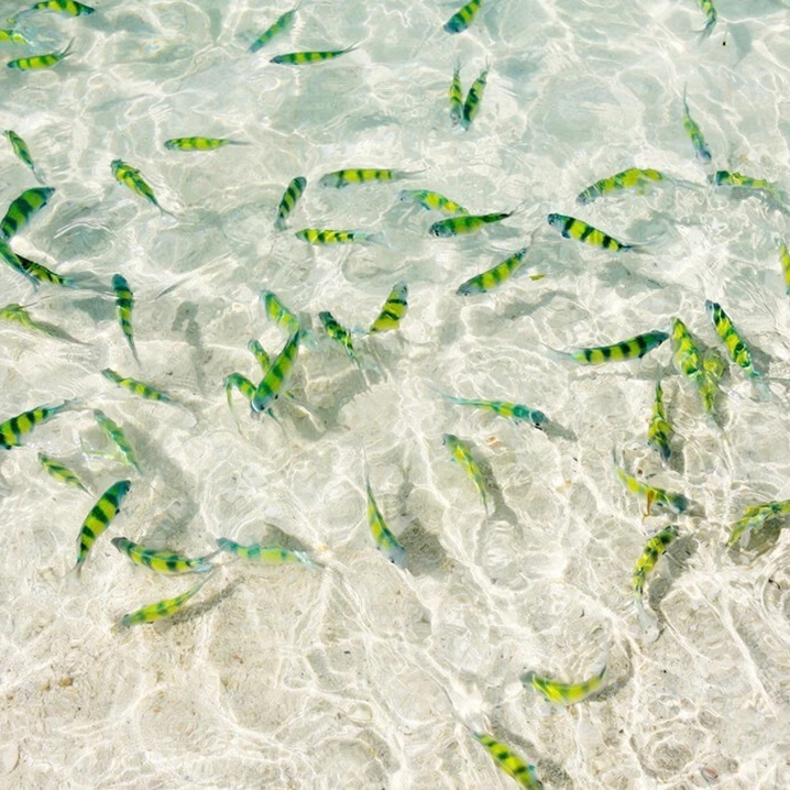 甲米浅滩看鱼好去处，坐在海水里一堆堆鱼儿围绕着你