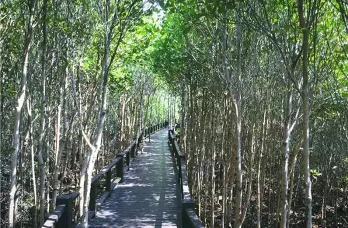 曼谷红树林保育中心，最受欢迎的生态教育基地