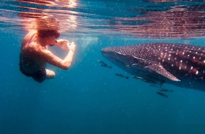 甲米竟藏着世界顶级潜水圣地，鲸鲨群从印度洋游弋而来