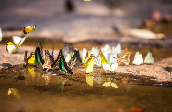 沙缴府Pang Sida国家公园，看五颜六色的蝴蝶翩翩起舞