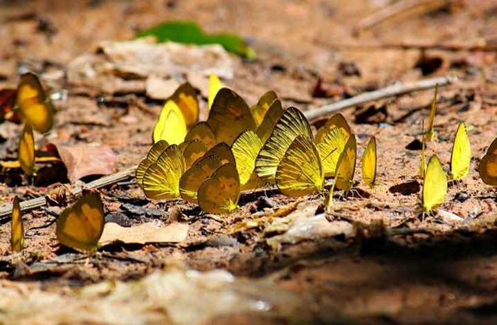 沙缴府Pang Sida国家公园，看五颜六色的蝴蝶翩翩起舞