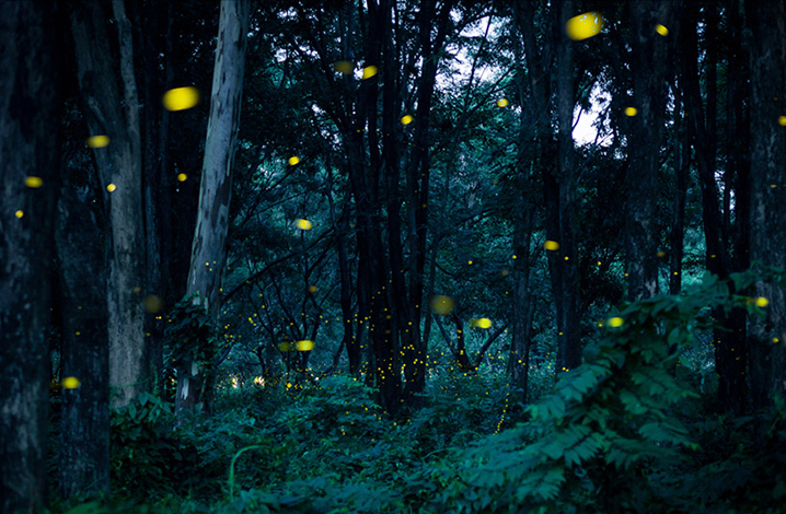 巴真武里府Khai Promyoti丛林，夏日晚风里赴一场萤火虫之梦