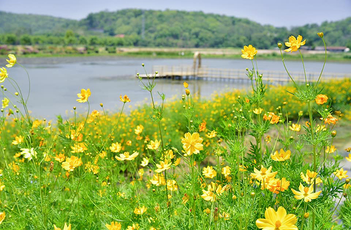 泰國北標府Thepmongkon花園，一片明亮濃郁的黃色波斯菊花海