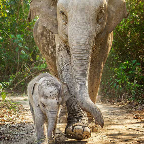 普吉岛五大大象保护营 拒绝骑象，带着孩子去玩