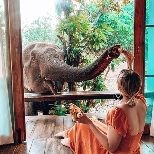 清迈Chai Lai Orchid度假村，每天清晨大象会来叫醒你