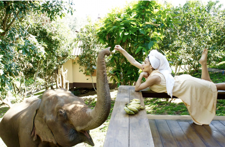 清迈Chai Lai Orchid度假村，每天清晨大象会来叫醒你