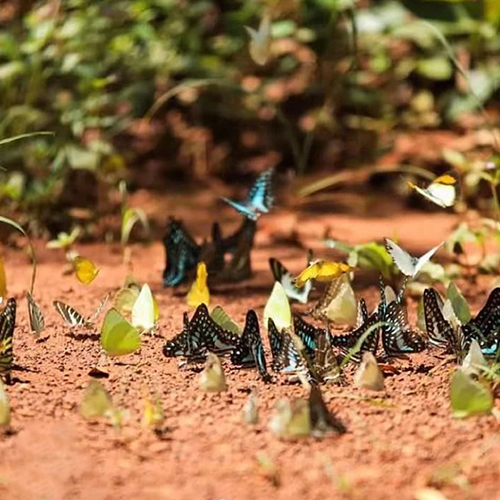 泰國龐斯達國家公園的蝴蝶谷，人人都能做含香