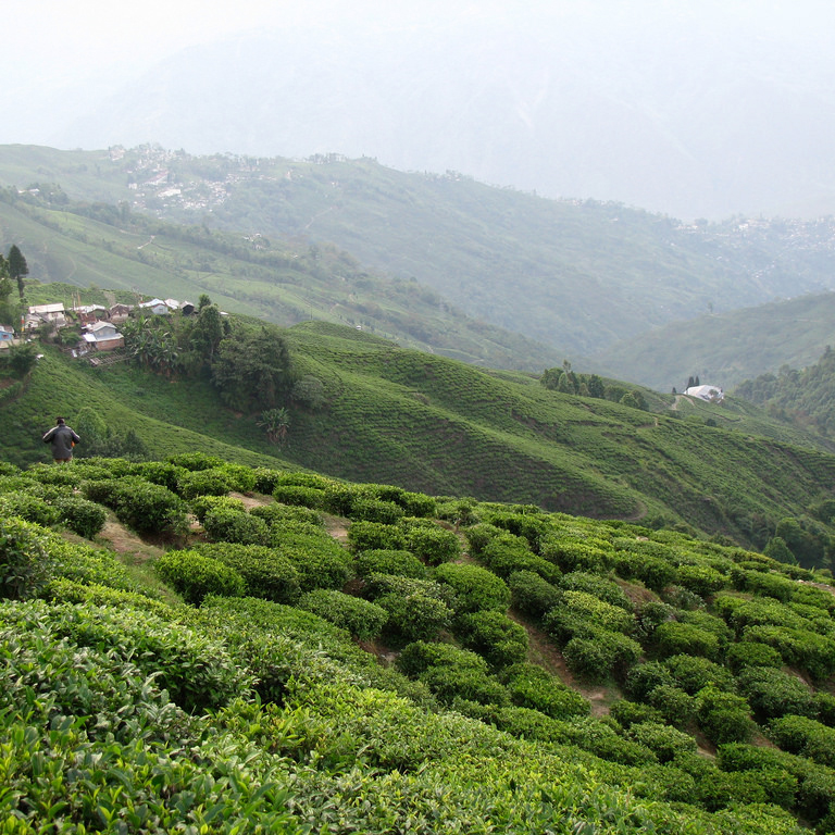 清迈的龙德茶园，带你探索泰国古韵“茶世界”