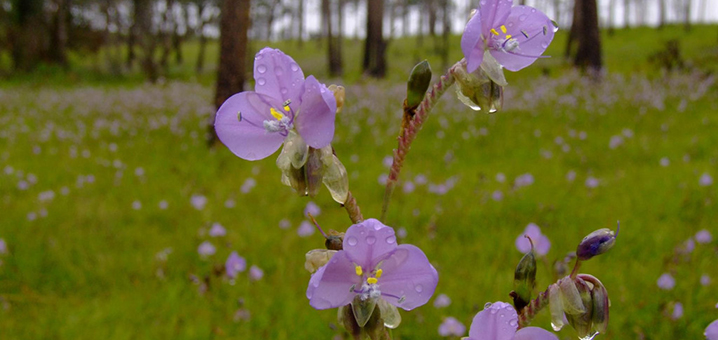 程逸府普索道國家公園，又逢一年雨季紫露草花開