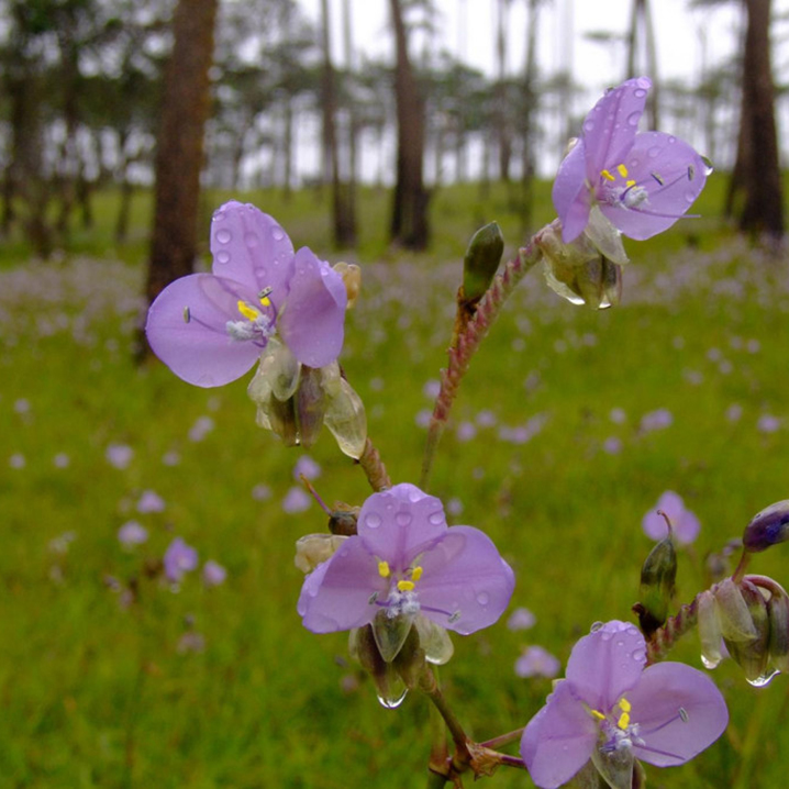 程逸府普索道国家公园，又逢一年雨季紫露草花开