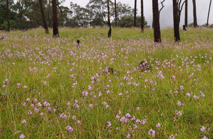 程逸府普索道國家公園，又逢一年雨季紫露草花開