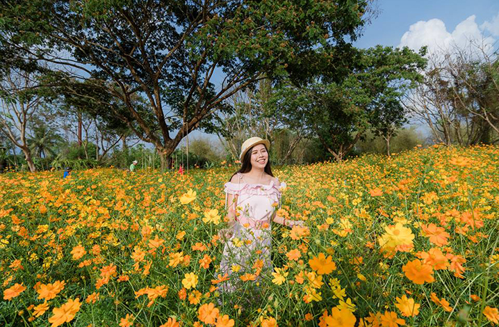 曼谷附近的Wang Yao Dao Kra Jai，遍布闪闪发光的黄色波斯菊