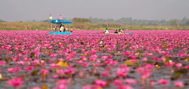 泰國小眾景點烏隆他尼攻略，泛舟5000畝紅蓮花海
