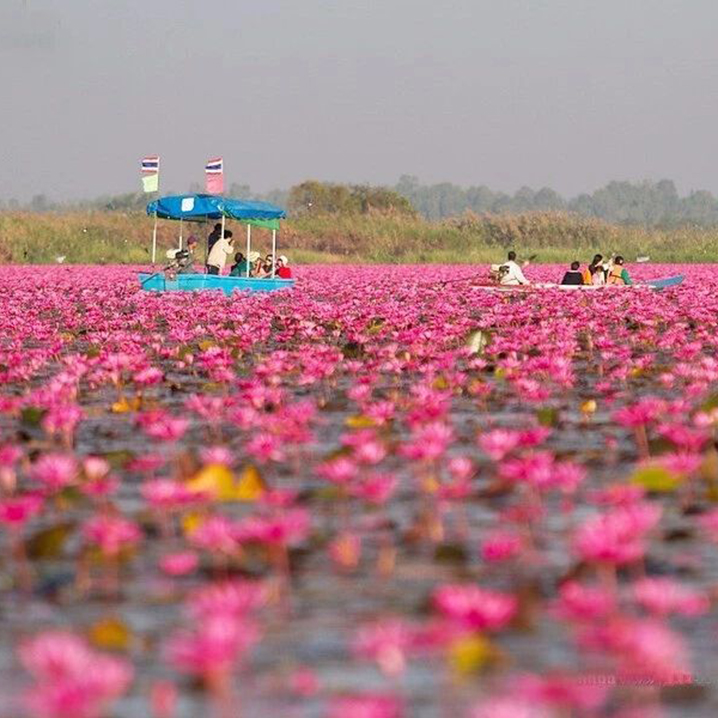 泰國小眾景點烏隆他尼攻略，泛舟5000畝紅蓮花海