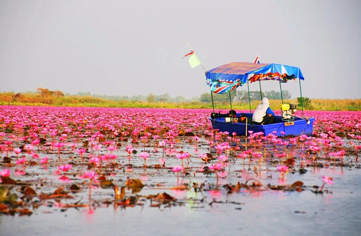 泰國小眾景點烏隆他尼攻略，泛舟5000畝紅蓮花海