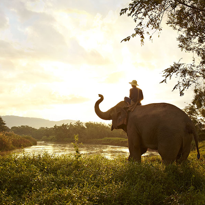 泰國哪些地方可以和大象玩？這份泰國大象游玩攻略請收好