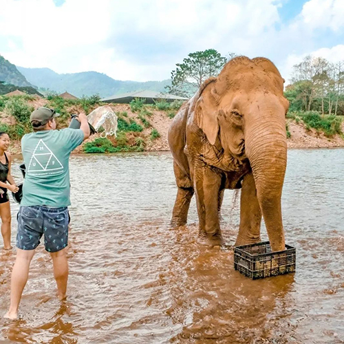 泰国哪些地方可以和大象玩？这份泰国大象游玩攻略请收好