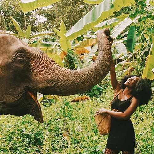 泰国哪些地方可以和大象玩？这份泰国大象游玩攻略请收好
