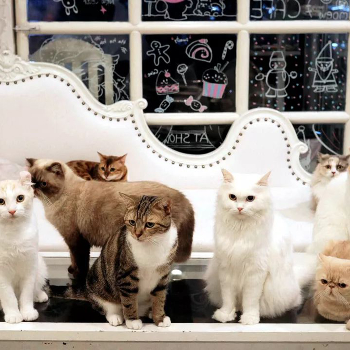 曼谷貓咪咖啡館推薦，大型擼貓現場