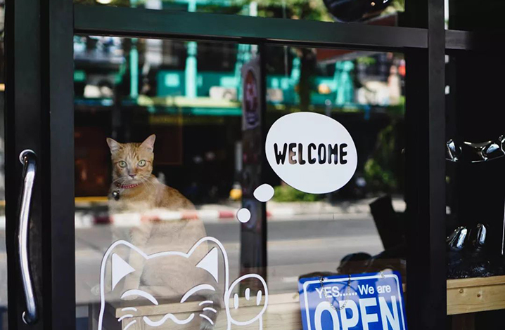 曼谷猫咪咖啡馆推荐，大型撸猫现场