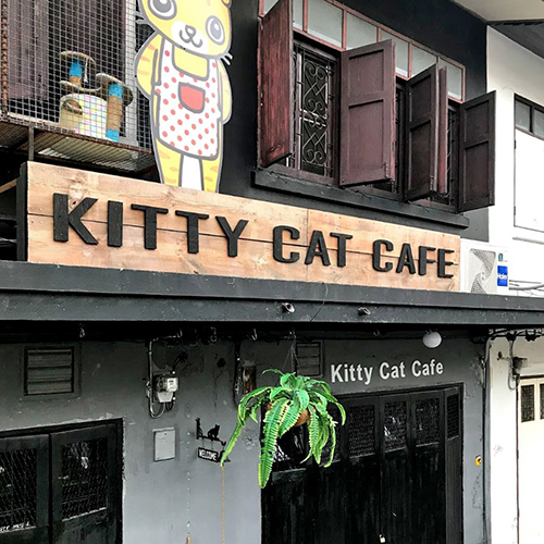 曼谷猫咪咖啡馆推荐，大型撸猫现场