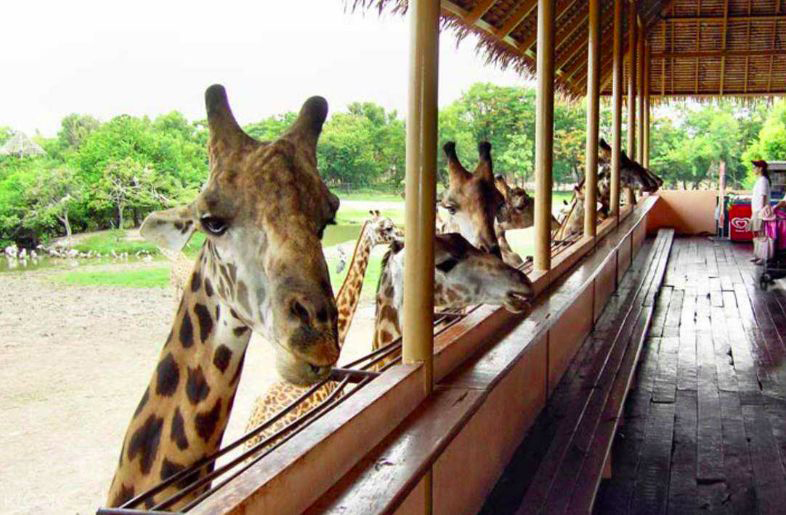 曼谷野生动物园 （Safari World）