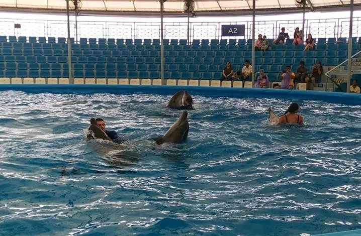 芭提雅Pattaya Dolphinarium和海豚约个约会，欢乐亲子游等你来