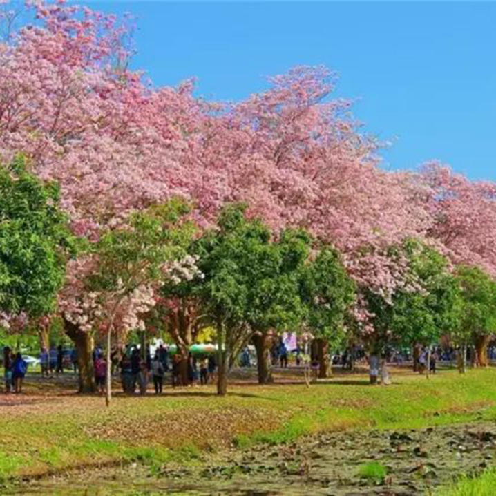 這個春天，曼谷用一片粉紅花海展示著世間美好