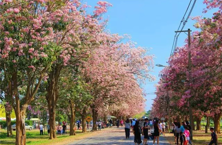 这个春天，曼谷用一片粉红花海展示着世间美好