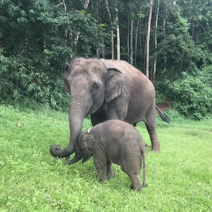 在清邁，和大象一起生活是怎樣的體驗