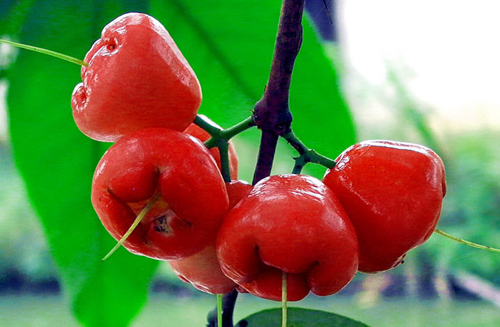 泰国最出名的水果图片